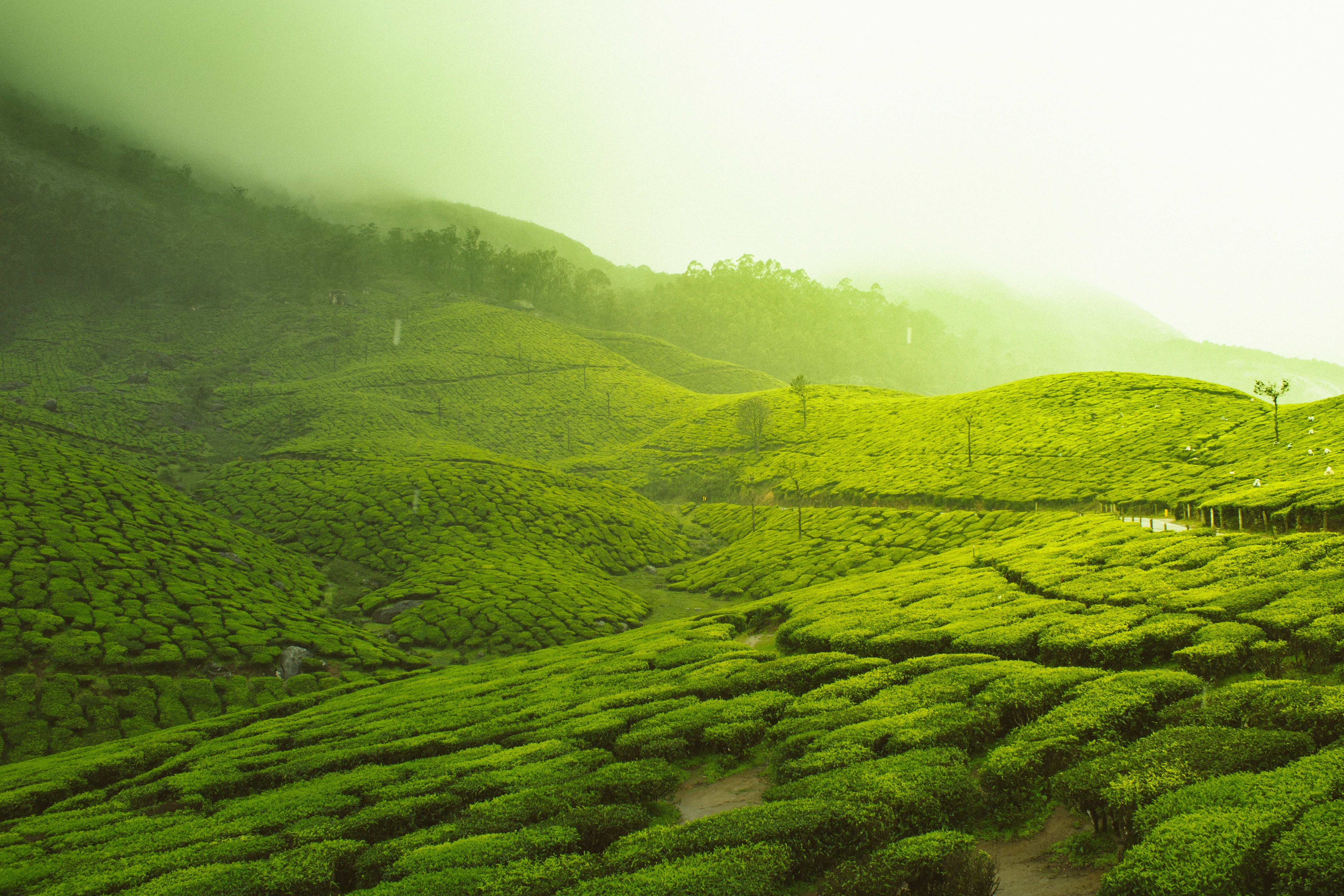 The Difference Between High-Quality and Low-Quality Matcha and Why It Matters for Your Health